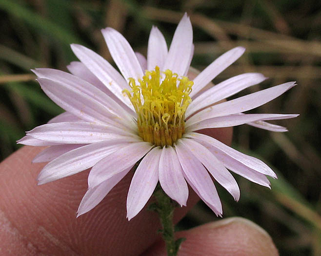 Detailed Picture 4 of Woolly Aster