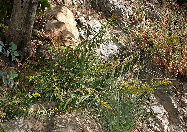 Detailed Picture 5 of Southern Goldenrod