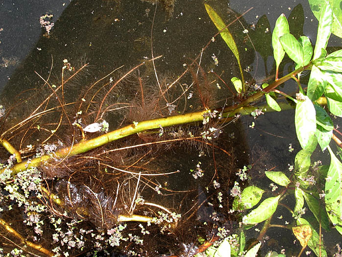 Detailed Picture 5 of Yellow Water Weed