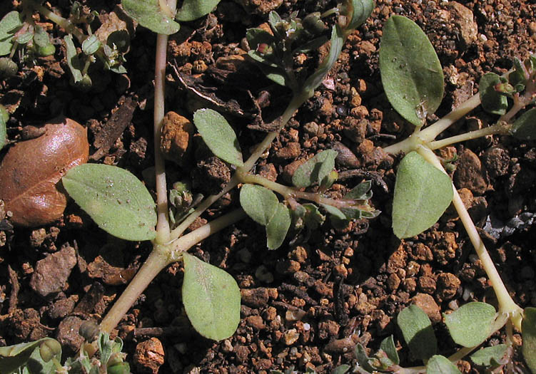 Detailed Picture 5 of Thyme-leaved Spurge