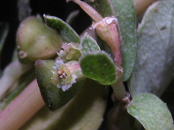 Detailed Picture 3 of Thyme-leaved Spurge