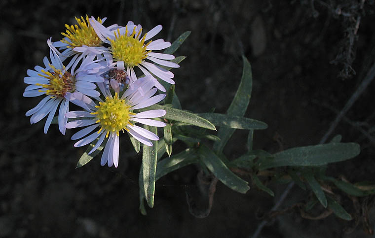 Detailed Picture 4 of Lance-Leaved Aster