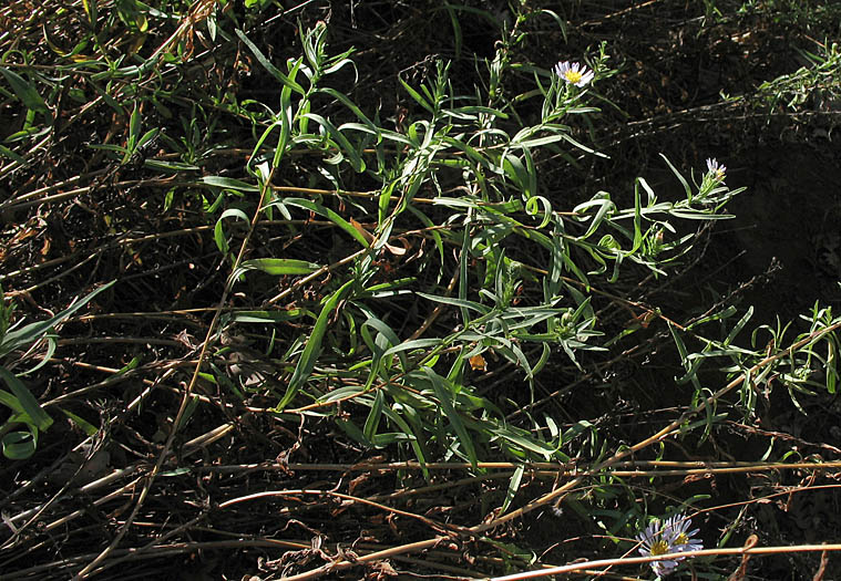 Detailed Picture 5 of Lance-Leaved Aster