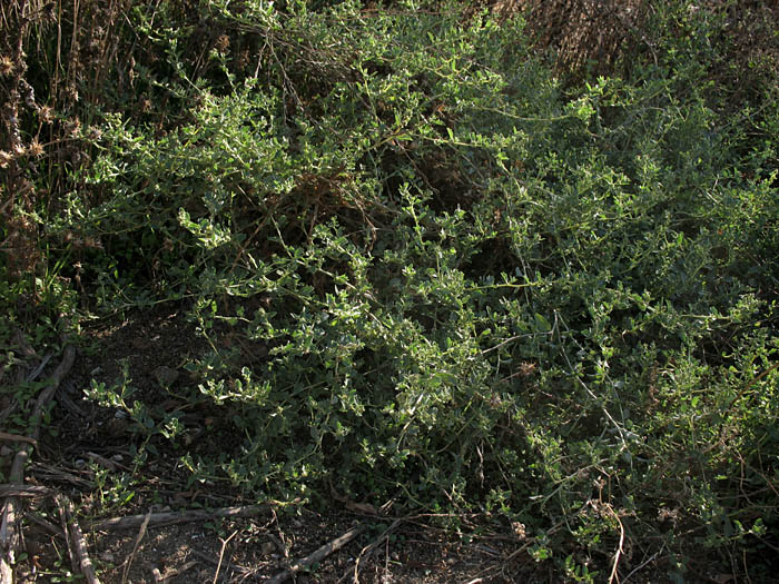 Detailed Picture 7 of Peregrine Saltbush