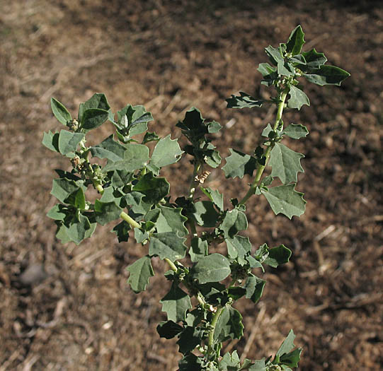 Detailed Picture 6 of Peregrine Saltbush