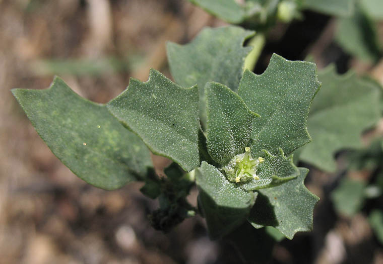 Detailed Picture 2 of Peregrine Saltbush