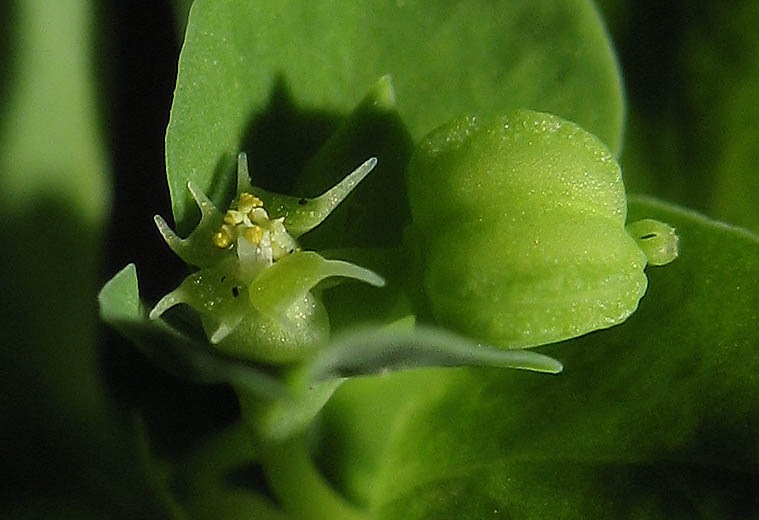 Detailed Picture 2 of Petty Spurge