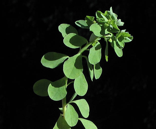 Detailed Picture 4 of Petty Spurge