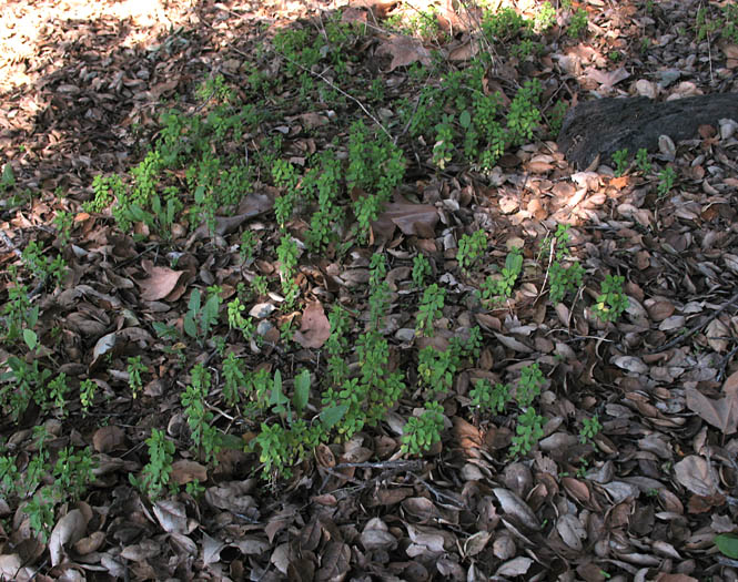 Detailed Picture 6 of Petty Spurge
