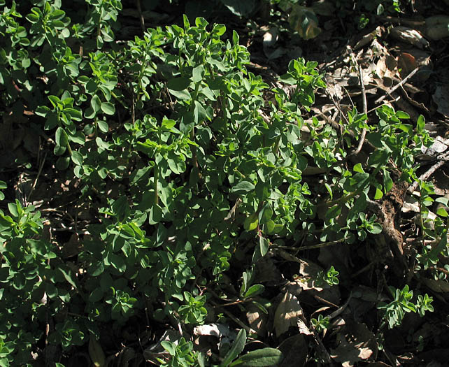 Detailed Picture 5 of Petty Spurge