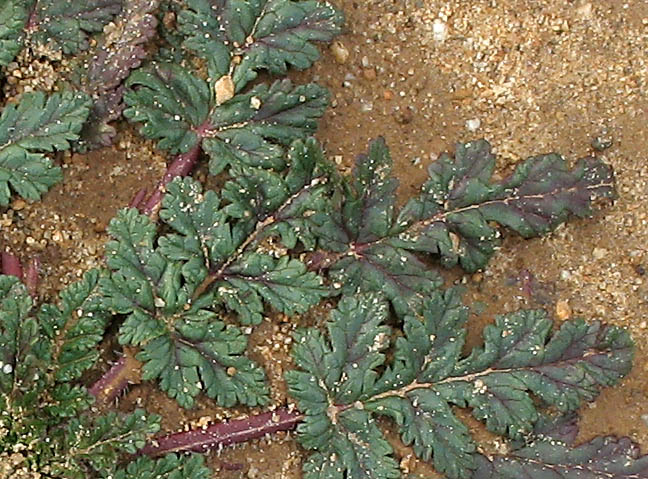 Detailed Picture 6 of Long-beaked Filaree