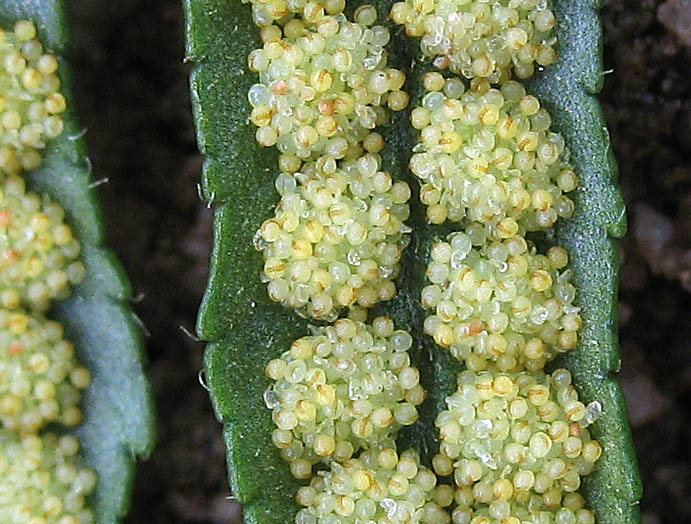 Detailed Picture 5 of California Polypody