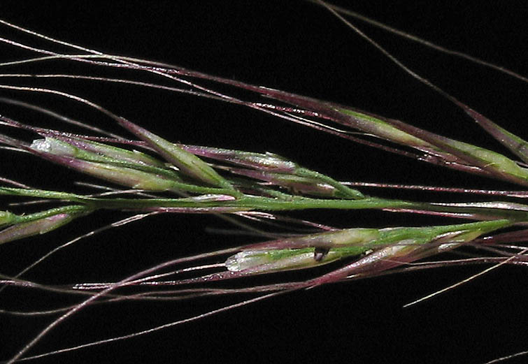 Detailed Picture 2 of Littleseed Muhly