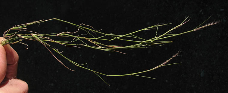 Detailed Picture 5 of Littleseed Muhly