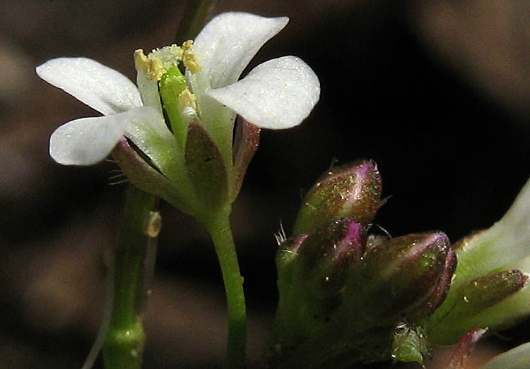 Detailed Picture 2 of Little Western Bittercress