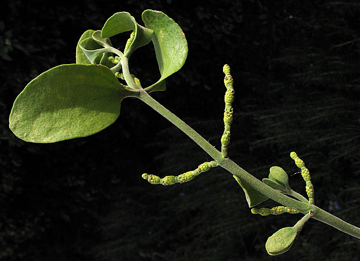 Detailed Picture 4 of Sycamore Mistletoe
