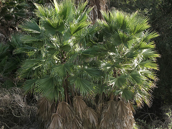 Detailed Picture 5 of Mexican Fan Palm