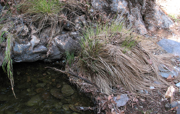 Detailed Picture 6 of Swamp Carex
