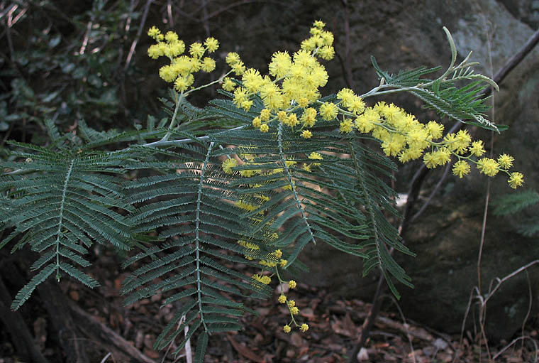 Detailed Picture 2 of Silver Wattle
