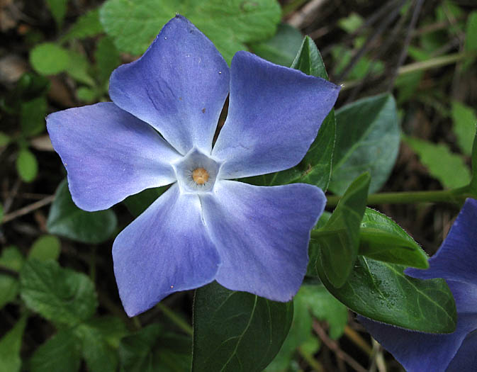 Detailed Picture 1 of Periwinkle