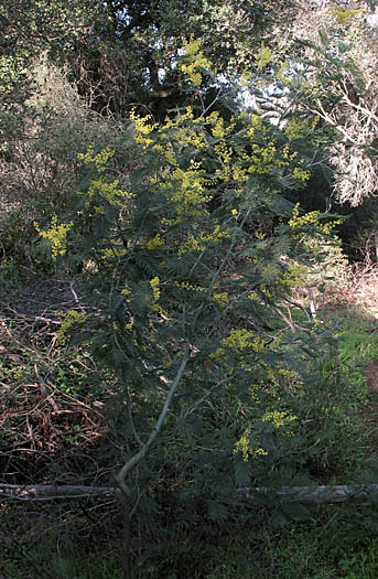 Detailed Picture 7 of Silver Wattle