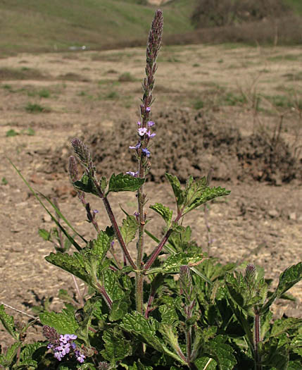 Detailed Picture 3 of Common Vervain