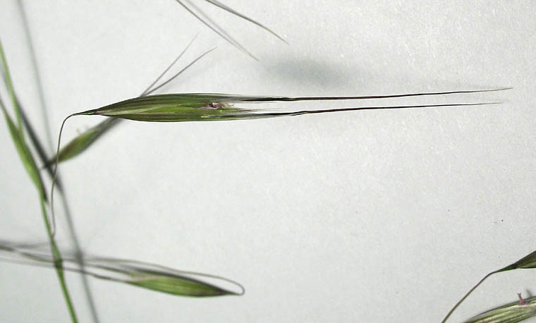 Detailed Picture 2 of Slender Wild Oats