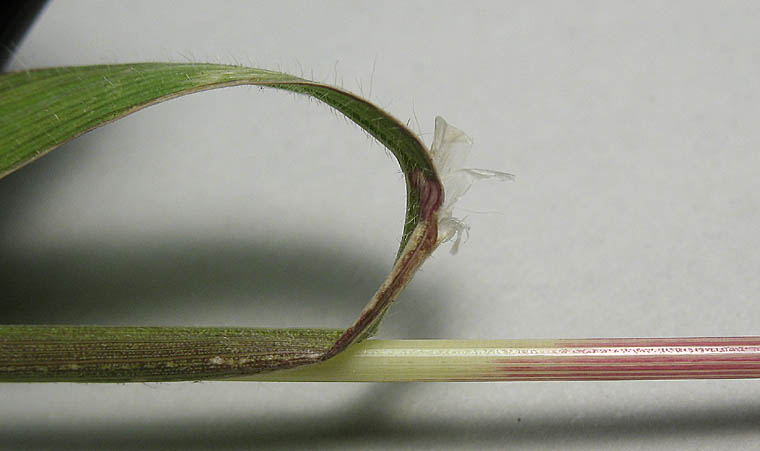 Detailed Picture 4 of Ripgut Grass