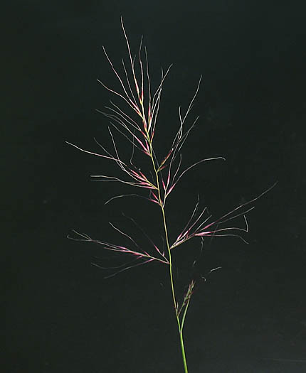 Detailed Picture 1 of Littleseed Muhly
