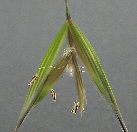 Detailed Picture 1 of Slender Wild Oats