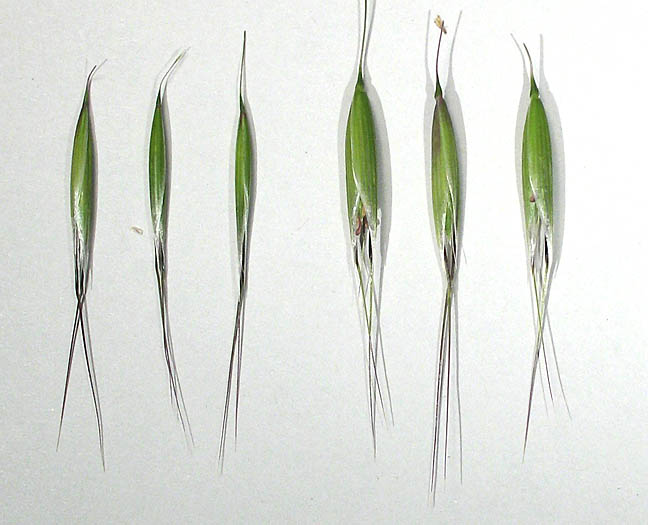 Detailed Picture 7 of Slender Wild Oats