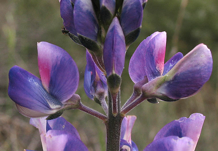 Detailed Picture 1 of Succulent Lupine