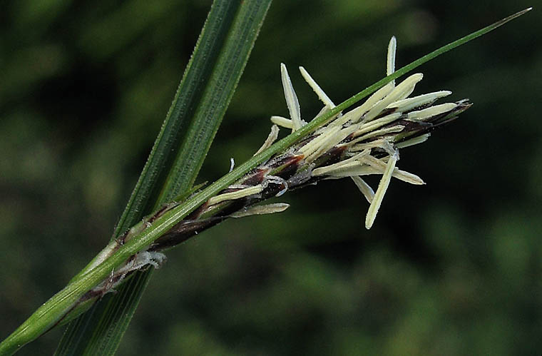 Detailed Picture 1 of Round-fruited Sedge