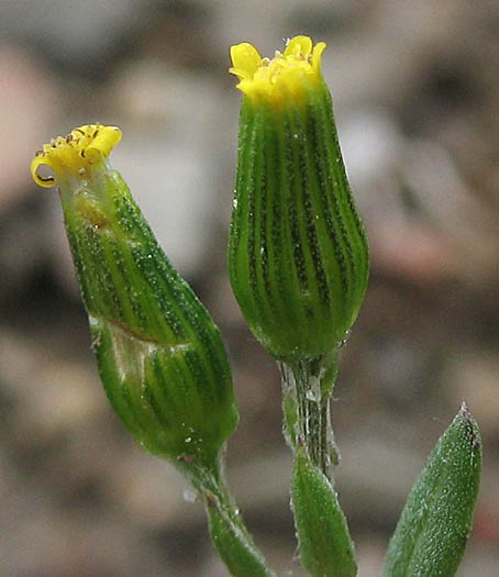 Detailed Picture 2 of California Groundsel
