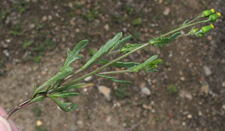 Detailed Picture 4 of California Groundsel