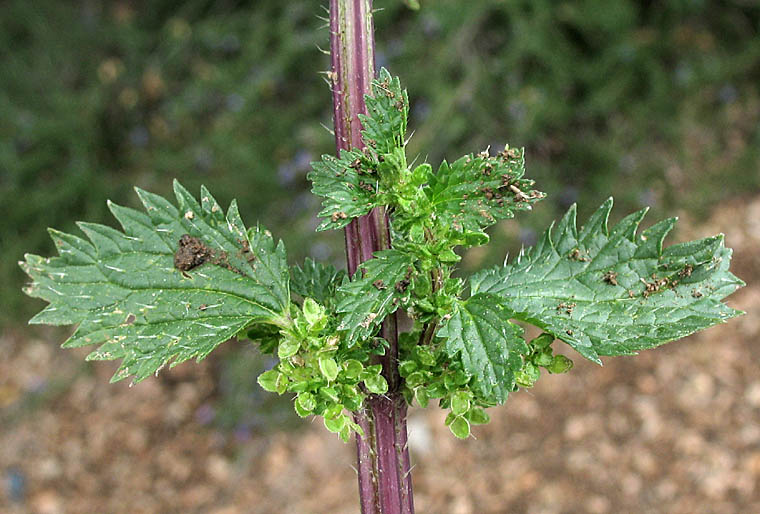 Detailed Picture 3 of Dwarf Nettle