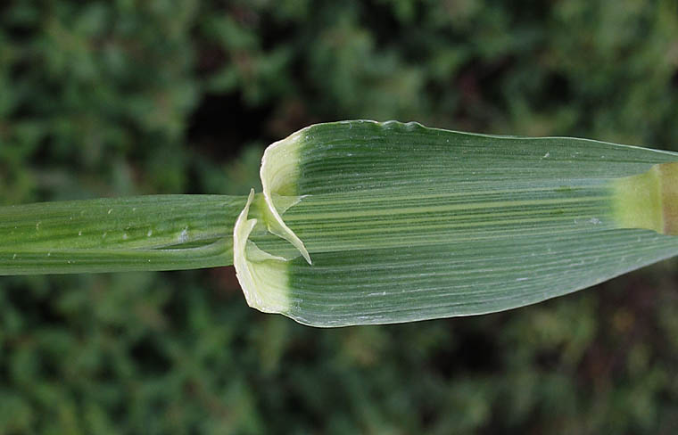 Detailed Picture 8 of Cultivated Barley