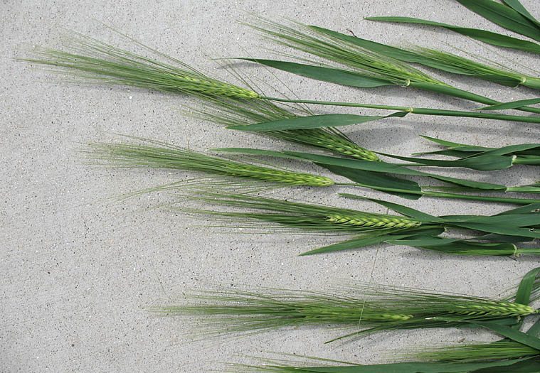 Detailed Picture 5 of Cultivated Barley