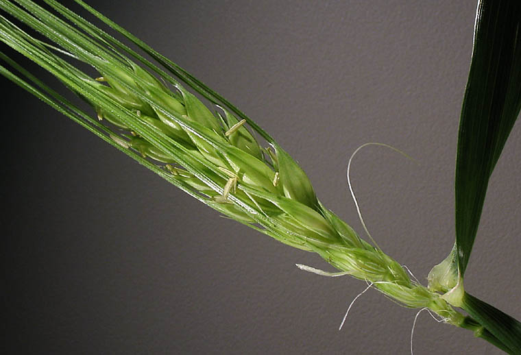 Detailed Picture 1 of Cultivated Barley