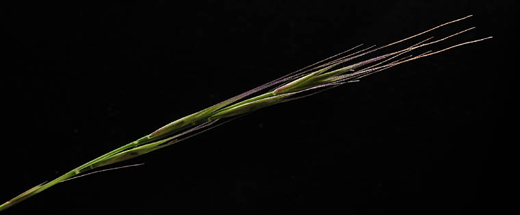 Detailed Picture 1 of Rat-tail Fescue