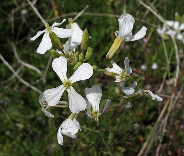 Detailed Picture 3 of Wild Radish