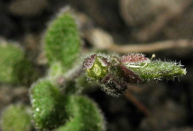Detailed Picture 3 of Rock Cress