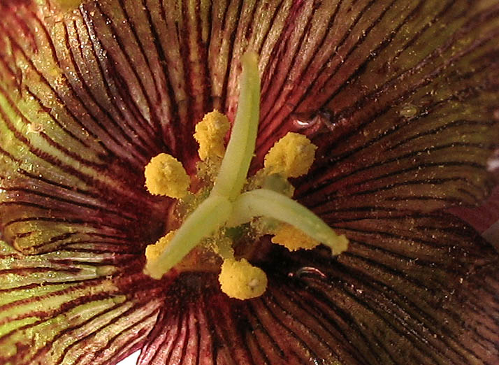 Detailed Picture 3 of Chocolate Lily