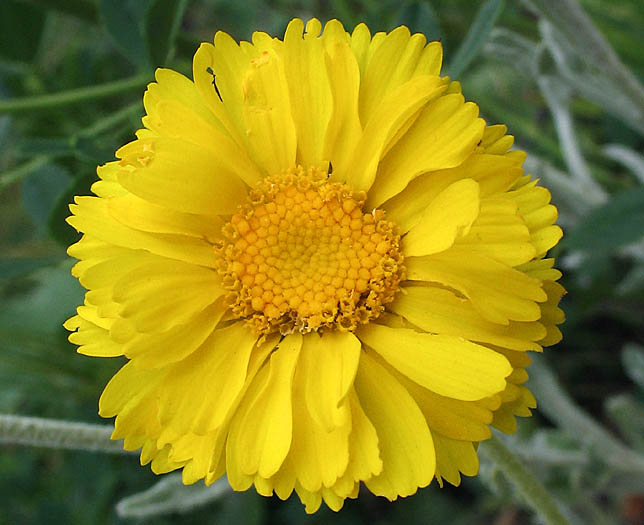 Detailed Picture 1 of Many-Flowered Desert-Marigold