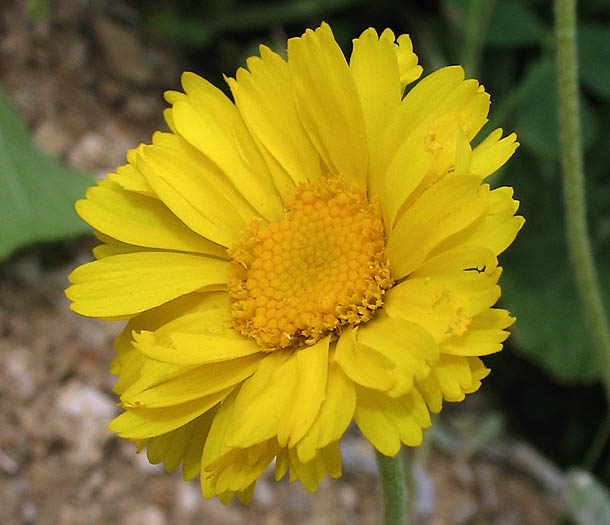 Detailed Picture 2 of Many-Flowered Desert-Marigold