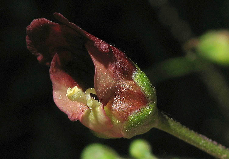 Detailed Picture 1 of California Figwort