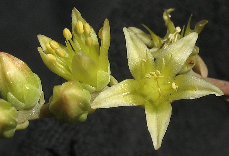 Detailed Picture 1 of Many-stemmed Dudleya