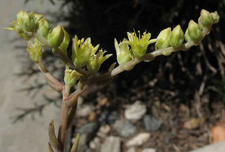 Detailed Picture 2 of Many-stemmed Dudleya