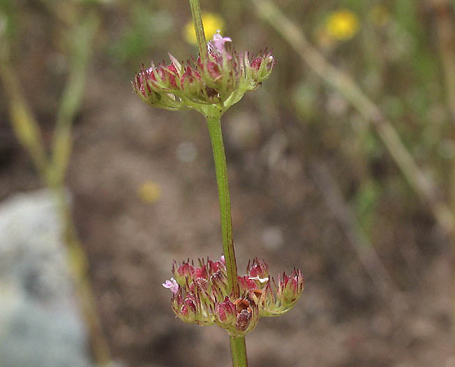 Detailed Picture 7 of Long-spurred Plectritic
