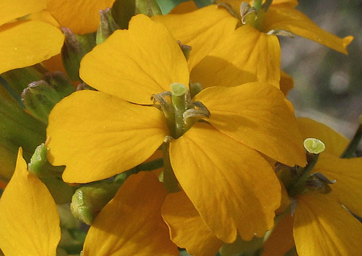 Detailed Picture 1 of Western Wallflower